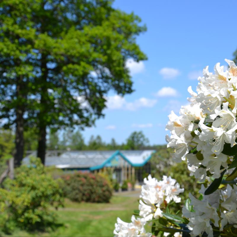 Unser Gew�chshaus mitten im Wald.