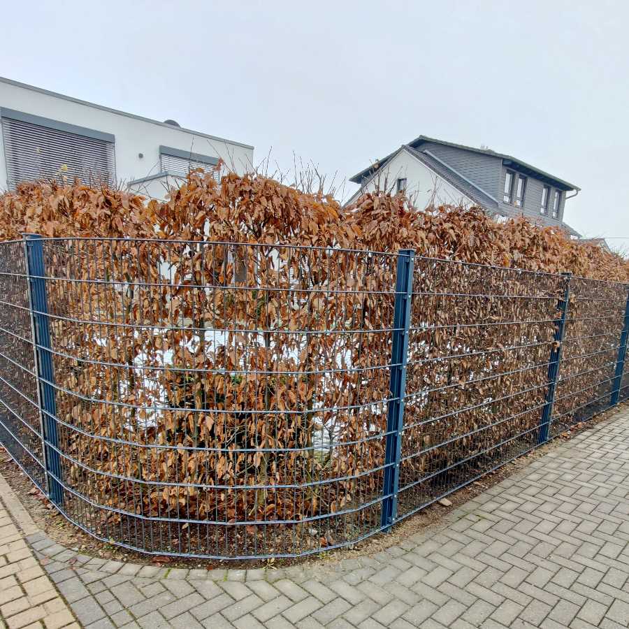 Solit�rgeh�lz pflanzen